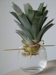 planting-pineapple